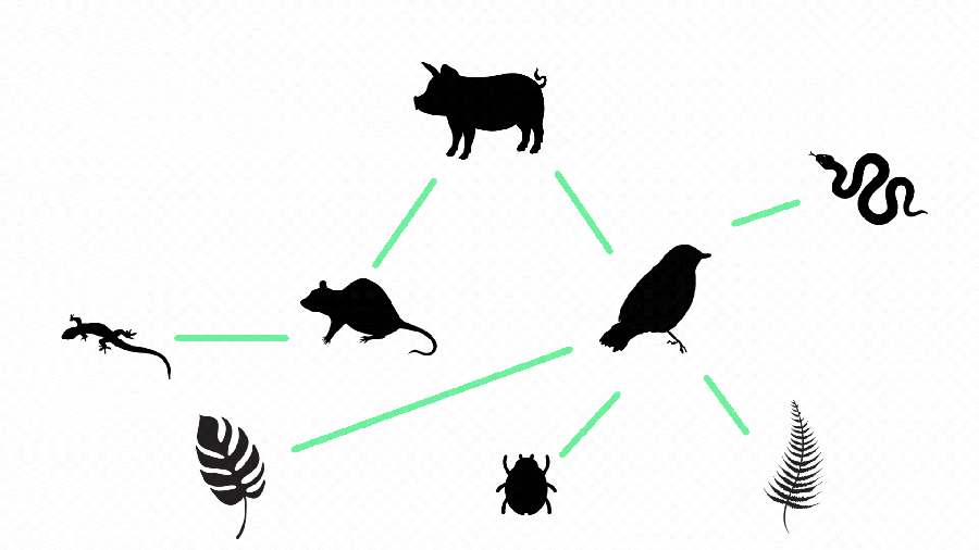 Intricate dance of nature — predicting extinction risks in terrestrial ...